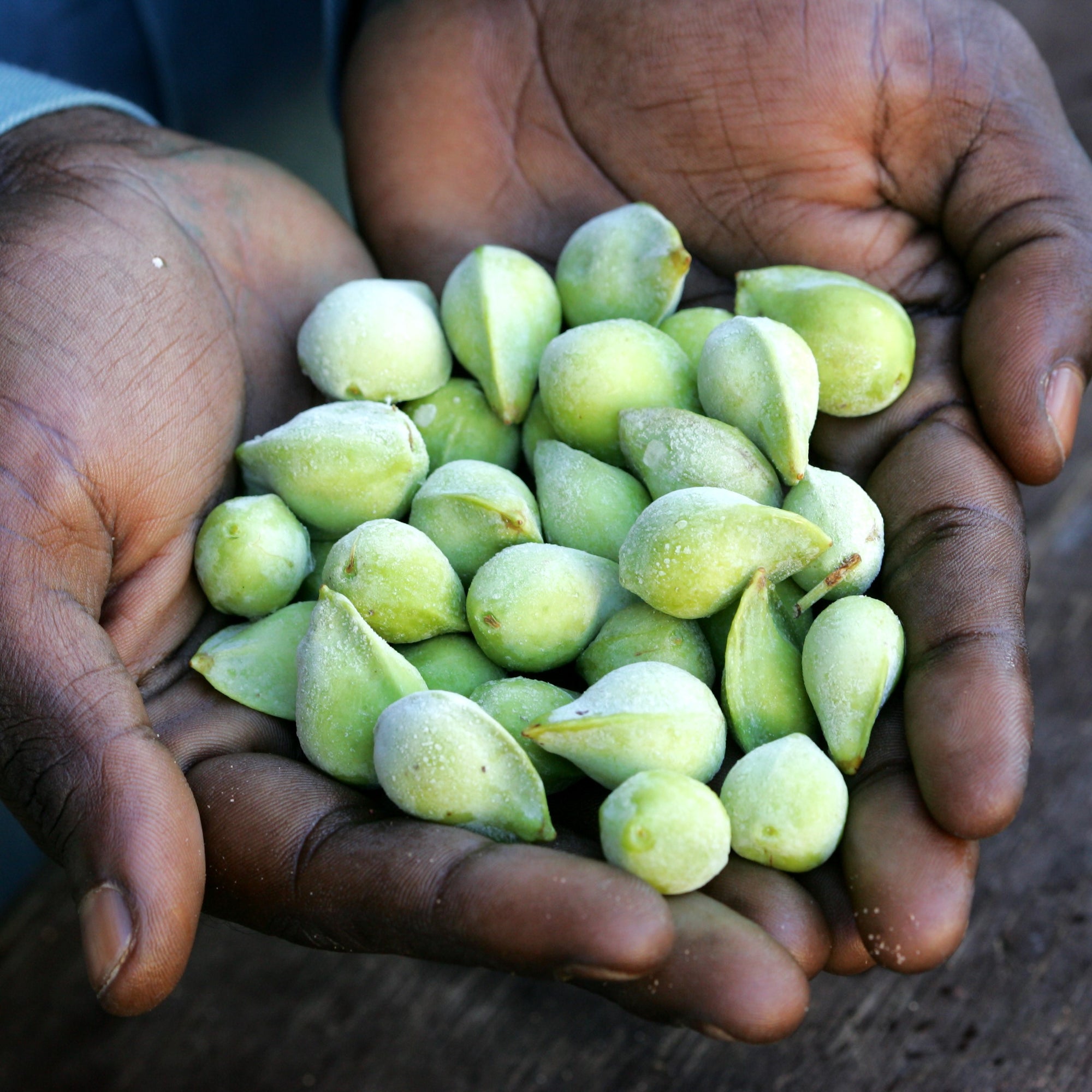 Kakadu Plum  | Why is it a super food for your skin?